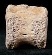 Edmontosaurus (Hadrosaur) Caudal Vertebrae - Montana #12688-2